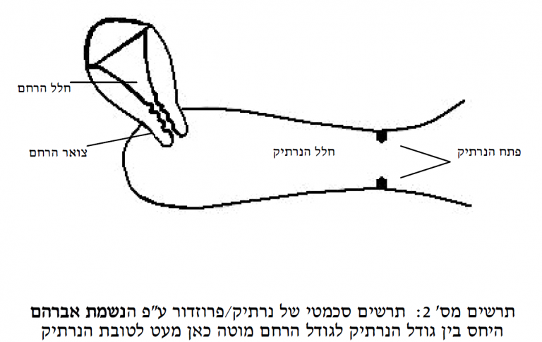 סימן לה - המיקום המדוייק של