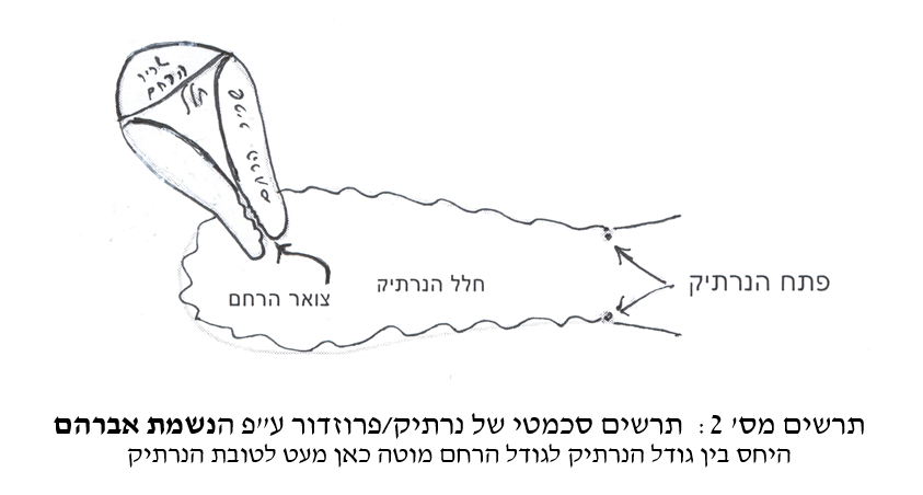 הכרת האנטומיה הגניטלית – מפתח להבנת חז